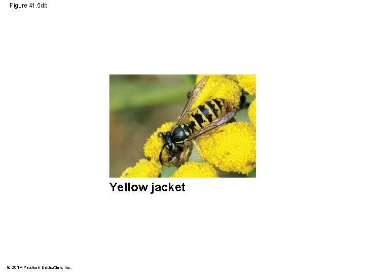 Figure 41. 5 db Yellow jacket © 2014 Pearson Education, Inc. 