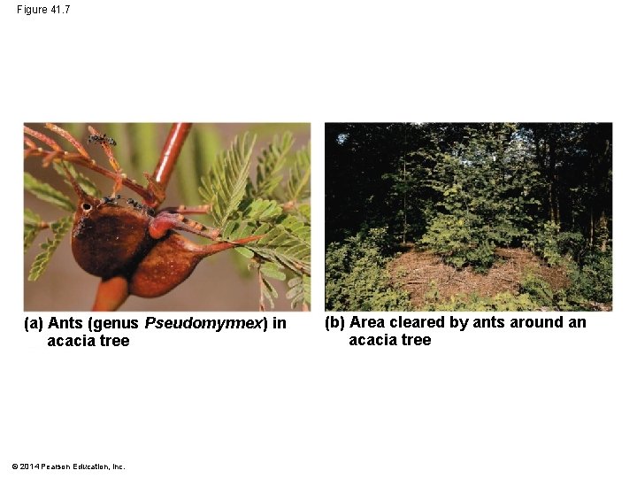 Figure 41. 7 (a) Ants (genus Pseudomyrmex) in acacia tree © 2014 Pearson Education,