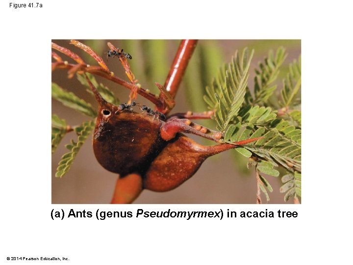 Figure 41. 7 a (a) Ants (genus Pseudomyrmex) in acacia tree © 2014 Pearson