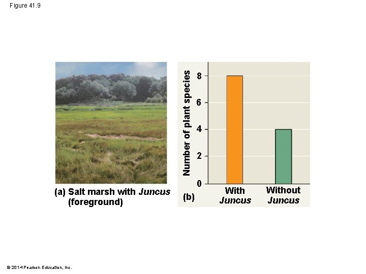 Number of plant species Figure 41. 9 (a) Salt marsh with Juncus (foreground) ©