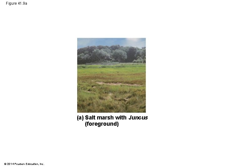 Figure 41. 9 a (a) Salt marsh with Juncus (foreground) © 2014 Pearson Education,