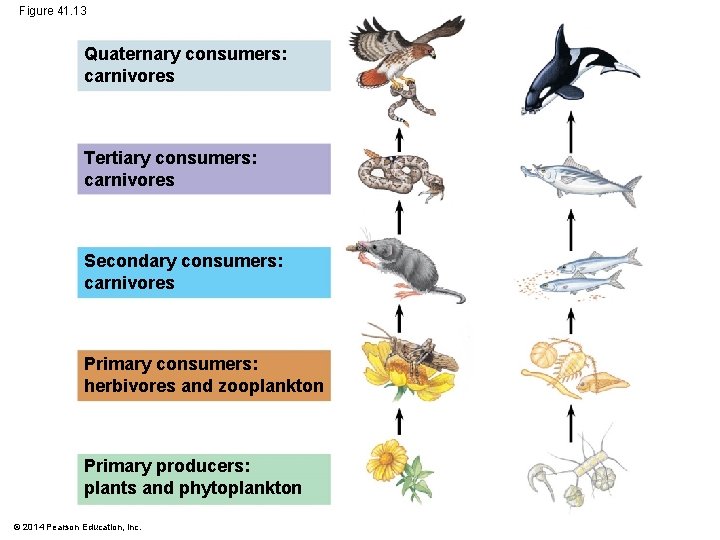 Figure 41. 13 Quaternary consumers: carnivores Tertiary consumers: carnivores Secondary consumers: carnivores Primary consumers: