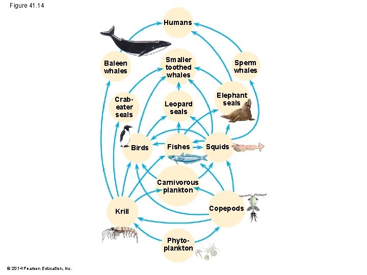 Figure 41. 14 Humans Smaller toothed whales Baleen whales Crabeater seals Birds Leopard seals