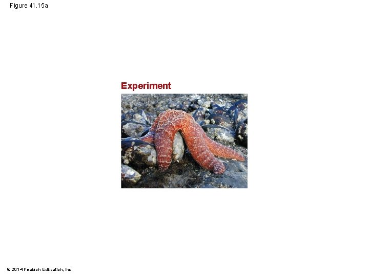 Figure 41. 15 a Experiment © 2014 Pearson Education, Inc. 