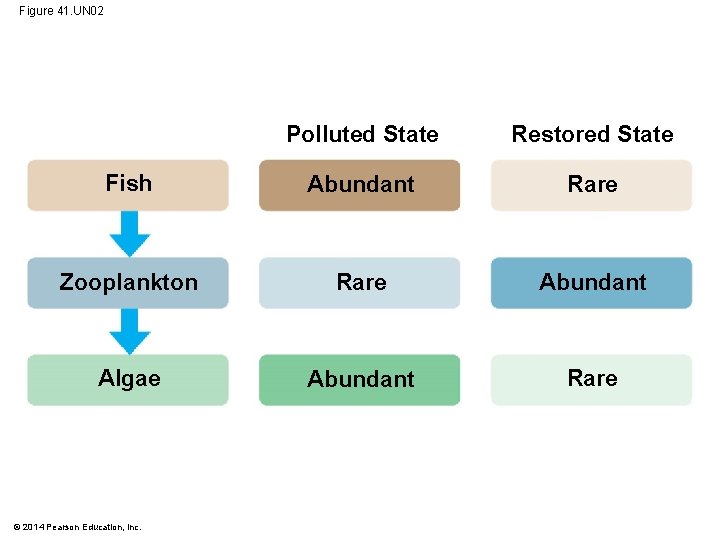 Figure 41. UN 02 Polluted State Restored State Fish Abundant Rare Zooplankton Rare Abundant