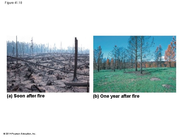 Figure 41. 18 (a) Soon after fire © 2014 Pearson Education, Inc. (b) One