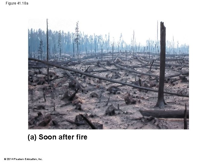 Figure 41. 18 a (a) Soon after fire © 2014 Pearson Education, Inc. 
