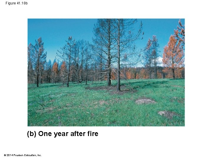 Figure 41. 18 b (b) One year after fire © 2014 Pearson Education, Inc.