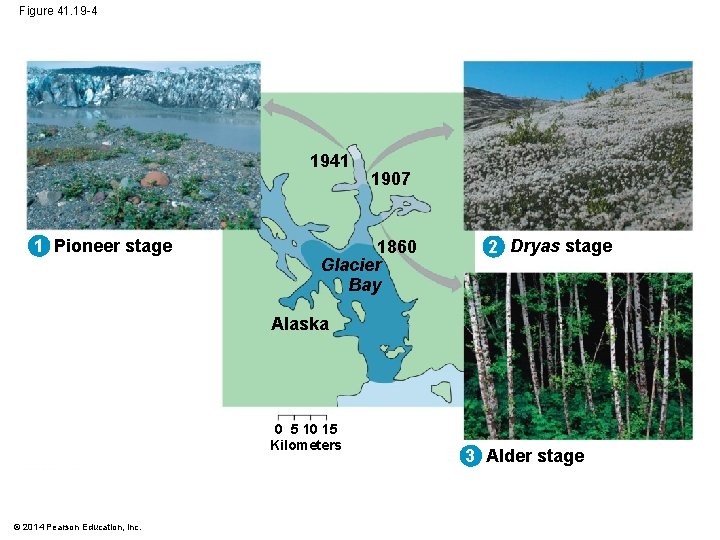 Figure 41. 19 -4 1941 1 Pioneer stage 1907 1860 Glacier Bay 2 Dryas