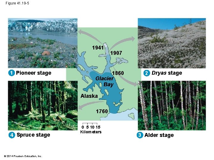 Figure 41. 19 -5 1941 1 Pioneer stage 1907 1860 Glacier Bay 2 Dryas