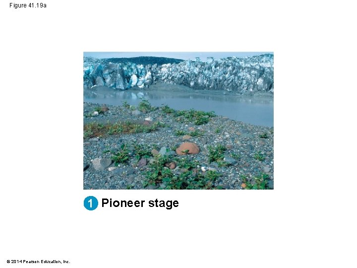 Figure 41. 19 a 1 Pioneer stage © 2014 Pearson Education, Inc. 