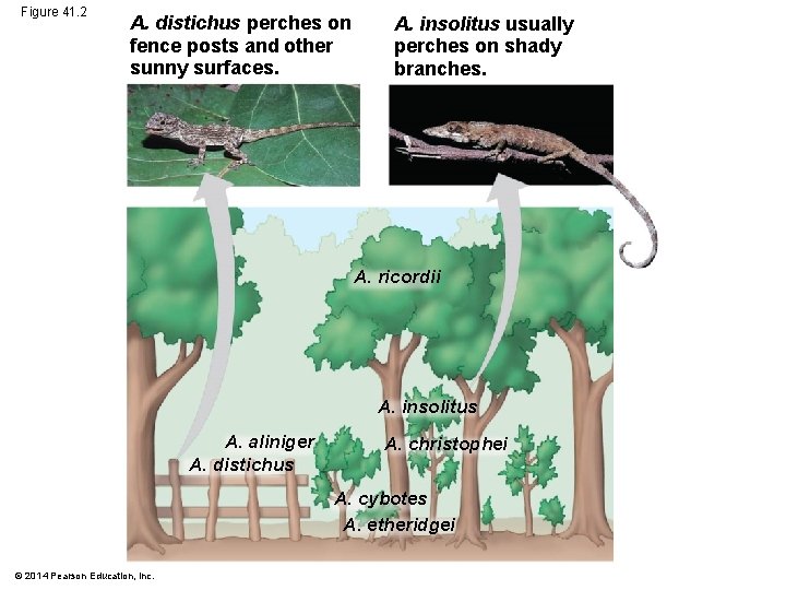 Figure 41. 2 A. distichus perches on fence posts and other sunny surfaces. A.
