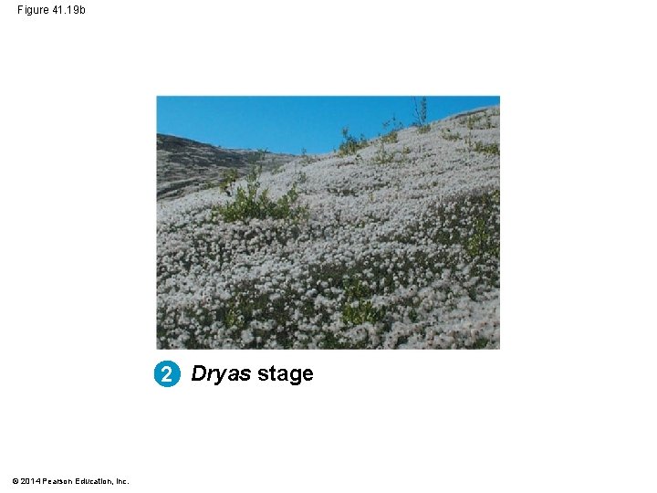 Figure 41. 19 b 2 Dryas stage © 2014 Pearson Education, Inc. 