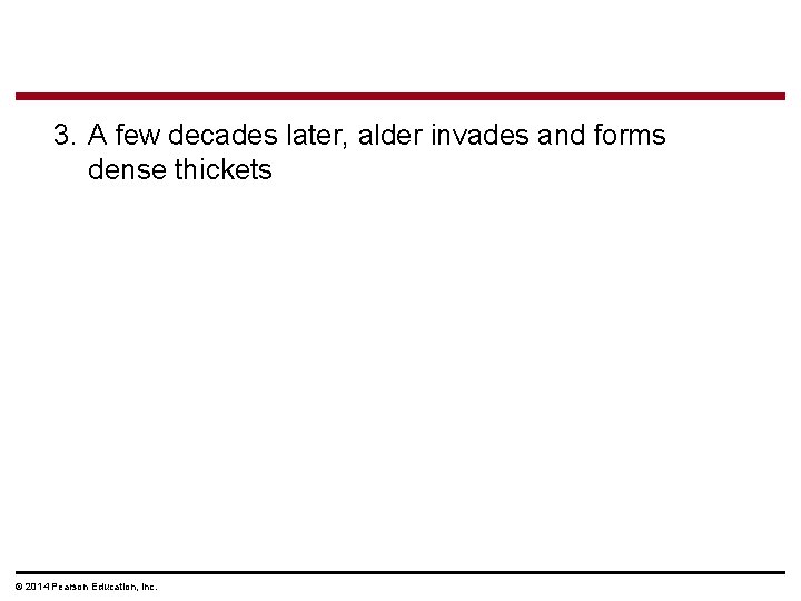 3. A few decades later, alder invades and forms dense thickets © 2014 Pearson