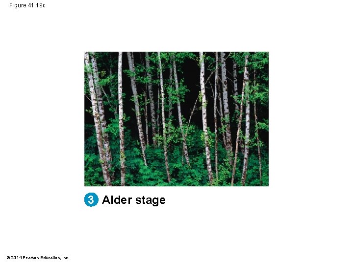 Figure 41. 19 c 3 Alder stage © 2014 Pearson Education, Inc. 