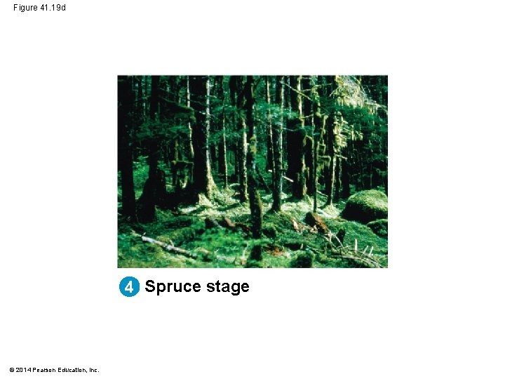 Figure 41. 19 d 4 Spruce stage © 2014 Pearson Education, Inc. 