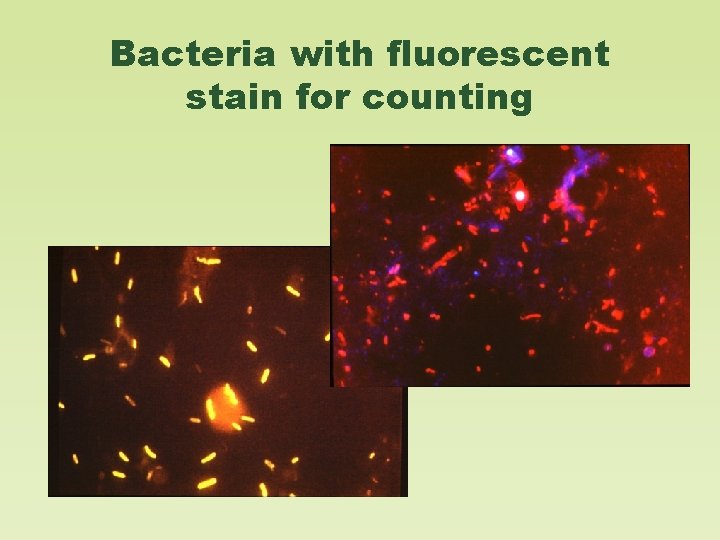 Bacteria with fluorescent stain for counting 