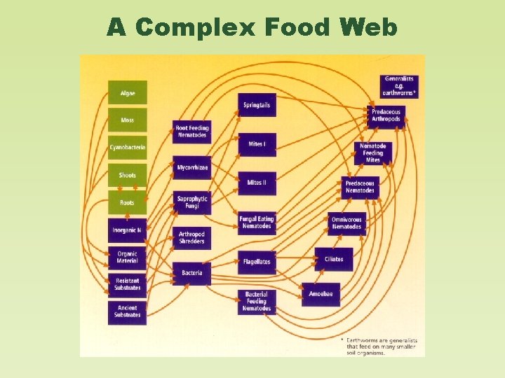 A Complex Food Web 
