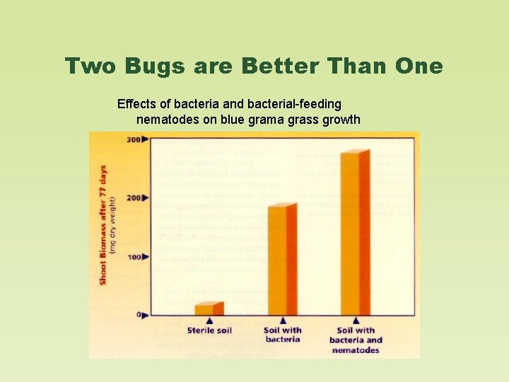 Two Bugs are Better Than One Effects of bacteria and bacterial-feeding nematodes on blue