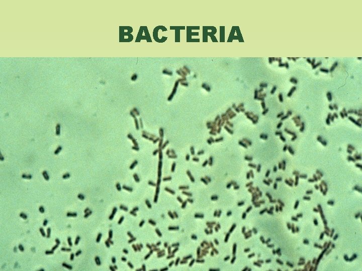 BACTERIA 