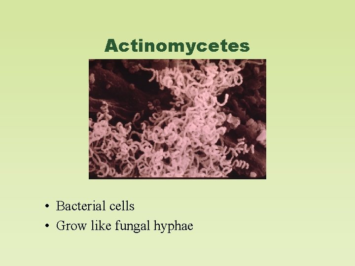 Actinomycetes • Bacterial cells • Grow like fungal hyphae 