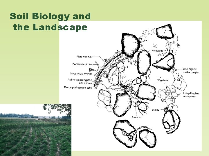 Soil Biology and the Landscape 
