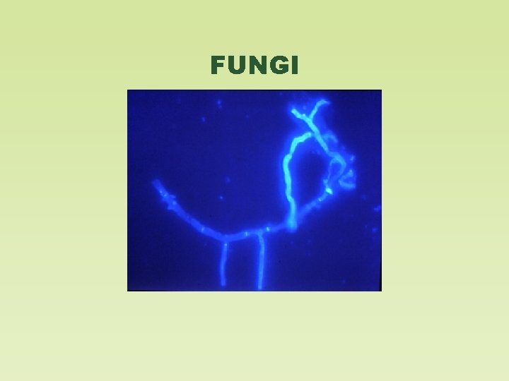 FUNGI 