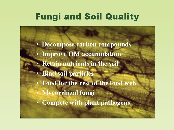 Fungi and Soil Quality • • Decompose carbon compounds Improve OM accumulation Retain nutrients