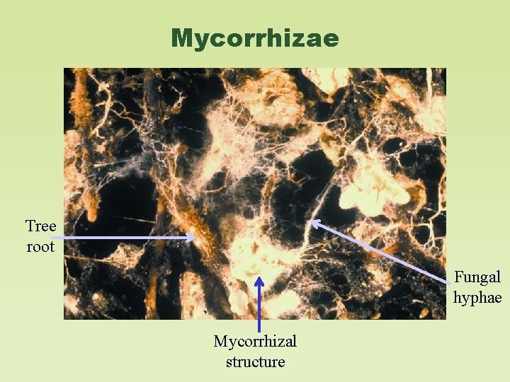 Mycorrhizae Tree root Fungal hyphae Mycorrhizal structure 