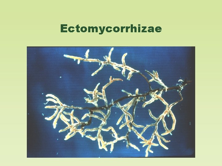 Ectomycorrhizae 