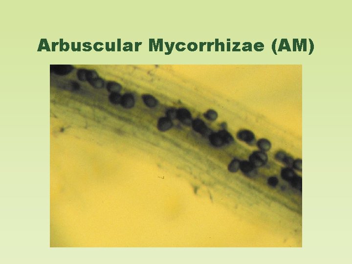 Arbuscular Mycorrhizae (AM) 