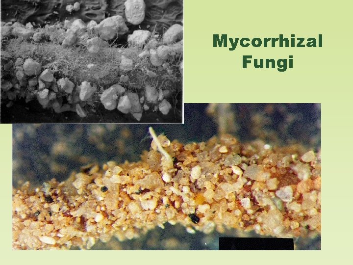 Mycorrhizal Fungi 
