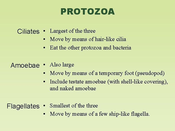 PROTOZOA Ciliates • Largest of the three • Move by means of hair-like cilia