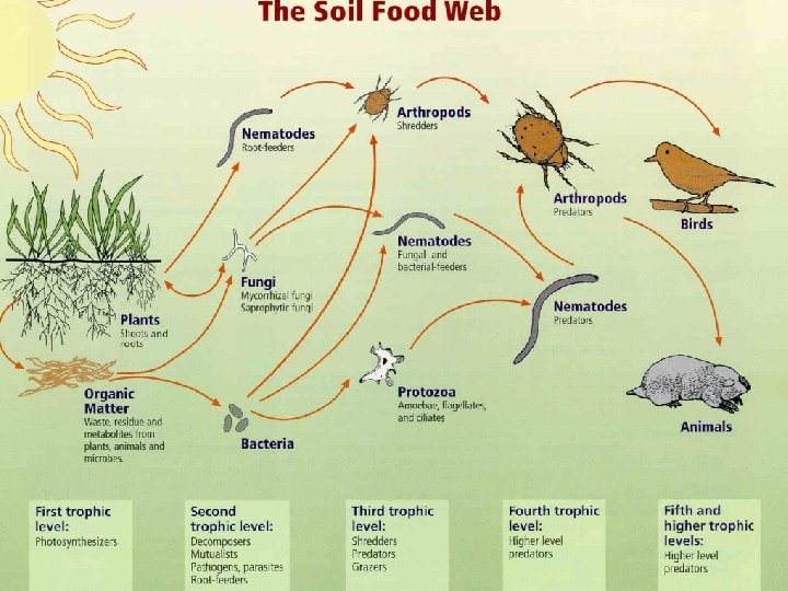 The Soil Food Web 