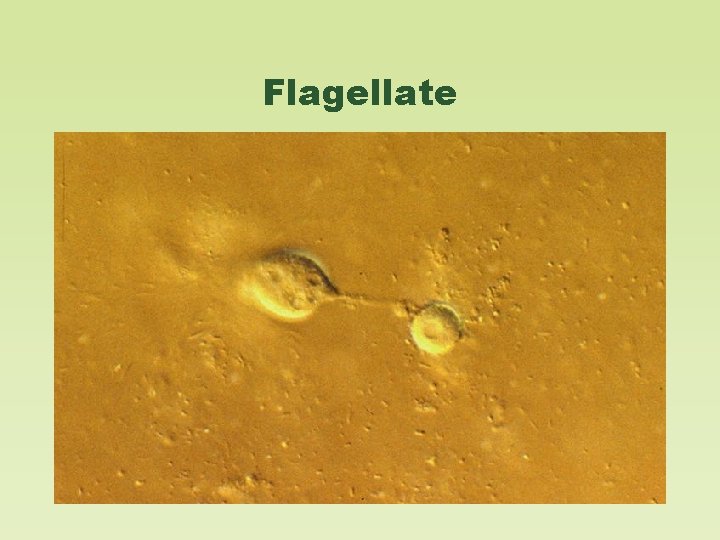 Flagellate 