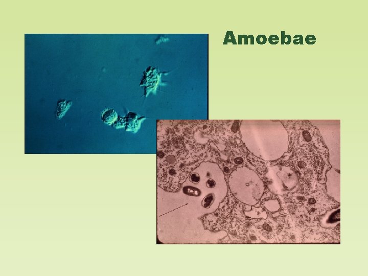 Amoebae 