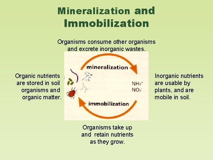 Mineralization and Immobilization Organisms consume other organisms and excrete inorganic wastes. Organic nutrients are