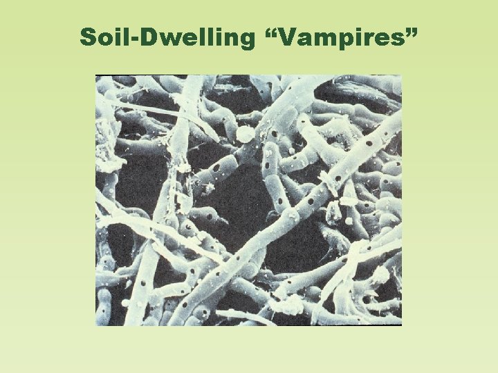 Soil-Dwelling “Vampires” 