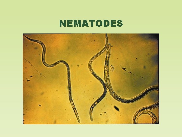 NEMATODES 