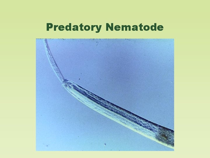 Predatory Nematode 