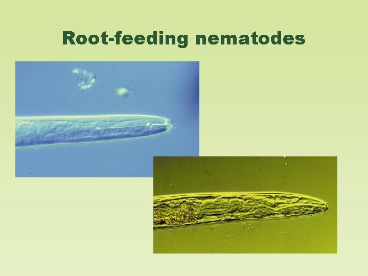 Root-feeding nematodes 