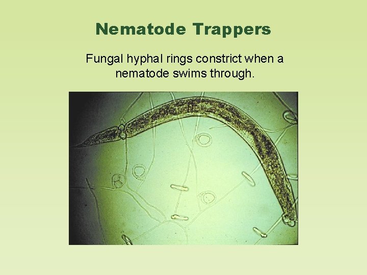 Nematode Trappers Fungal hyphal rings constrict when a nematode swims through. 