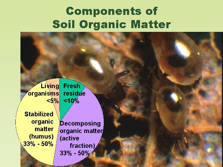 Components of Soil Organic Matter Living Fresh organisms residue <5% <10% Stabilized organic matter