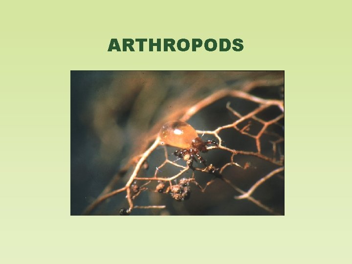 ARTHROPODS 