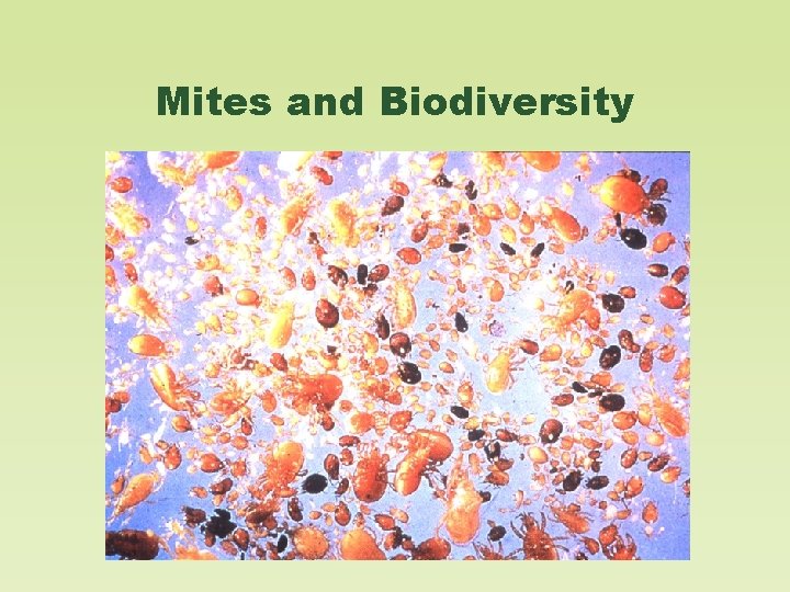 Mites and Biodiversity 