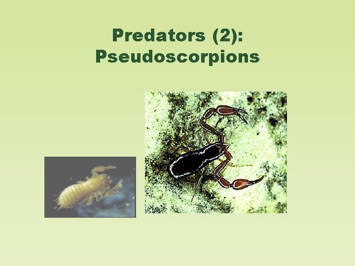 Predators (2): Pseudoscorpions 
