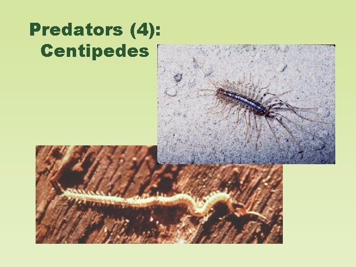 Predators (4): Centipedes 