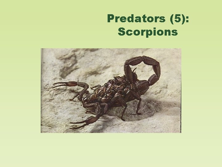 Predators (5): Scorpions 