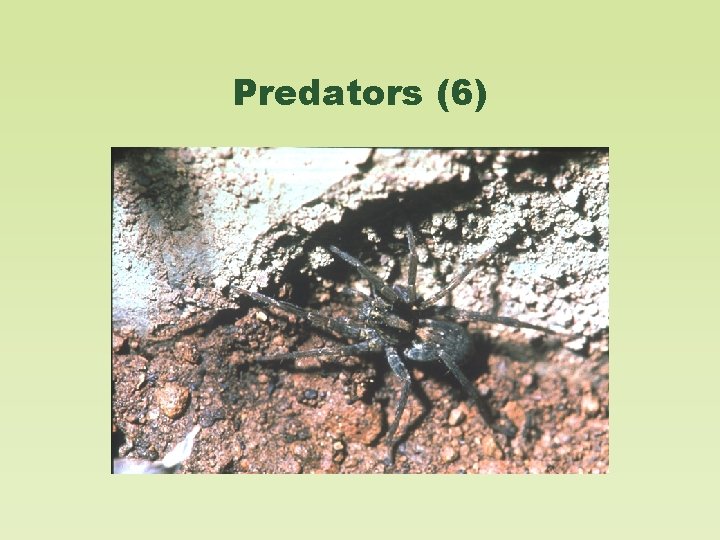 Predators (6) 