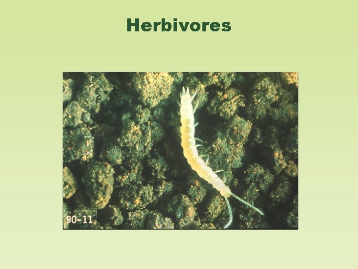 Herbivores 